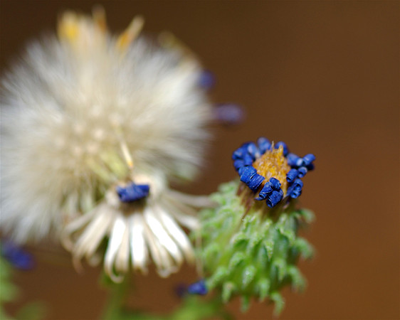 Details in Blue