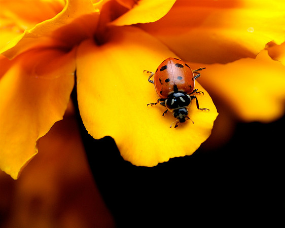 Ladybug on the Marigold