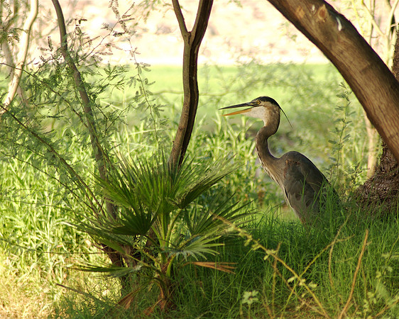 Great Blue Heron