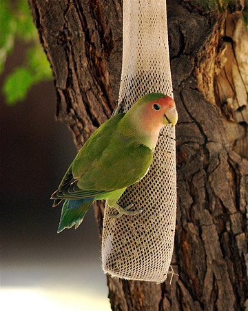 Lovebird