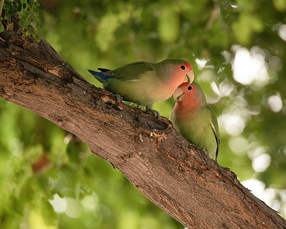 Lovebirds!