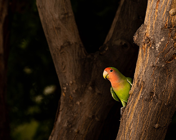 Peekaboo Lovebird