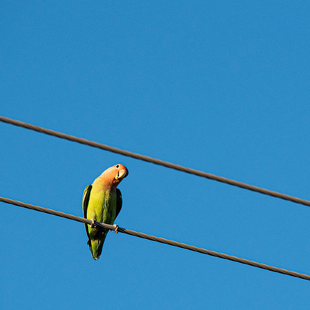 Lovebird On a Wire