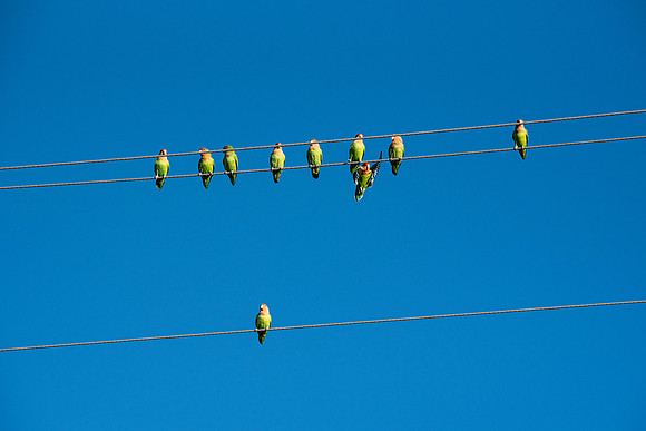 Birds On a Wire