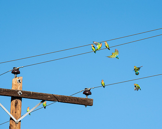 Birds On a Wire