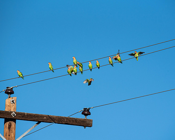 Birds On a Wire