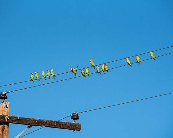 Birds On a Wire