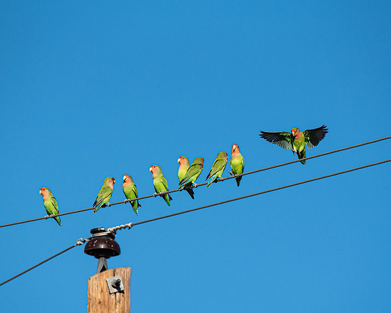 Birds On a Wire