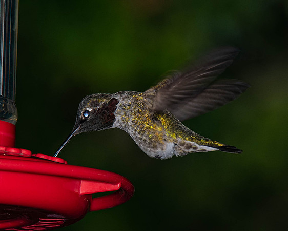 _DSC1556