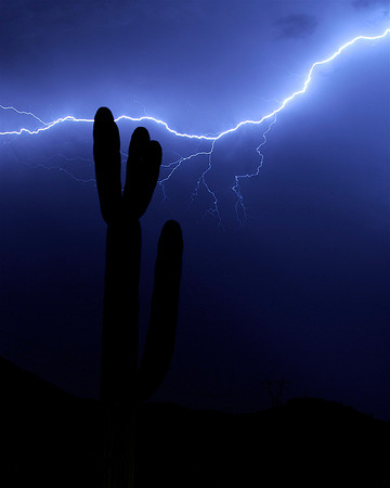 Saguaro in the Storm
