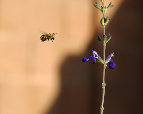 Bees in the Sage