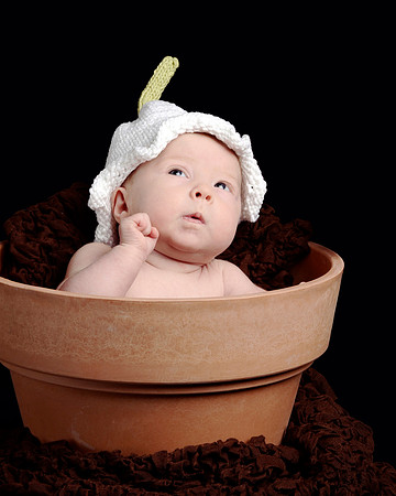Potted Lily