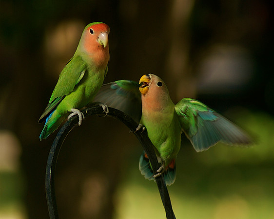 Lovebirds