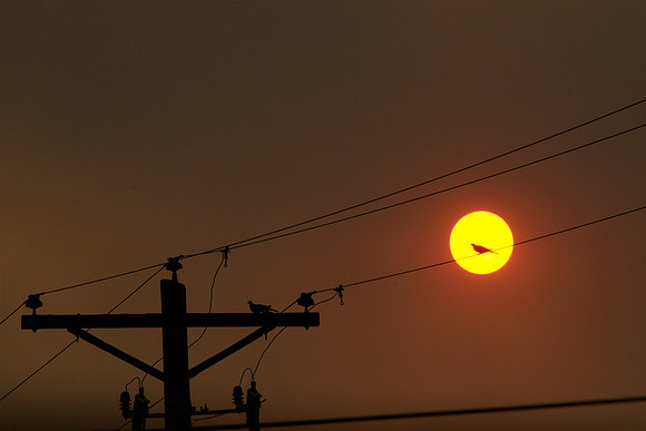 Bird on a Wire