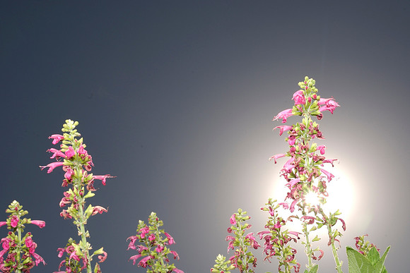 Cherry Salvia