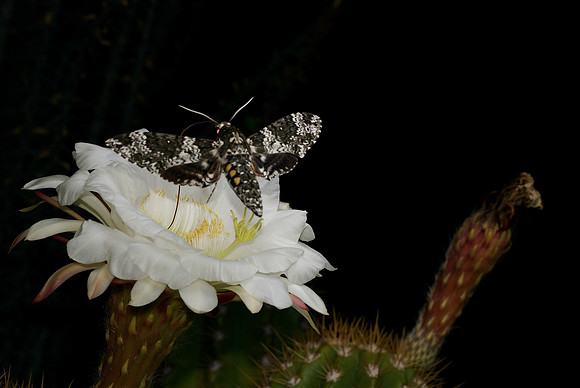 The "Easter Lily" and the "Rustic Sphinx"